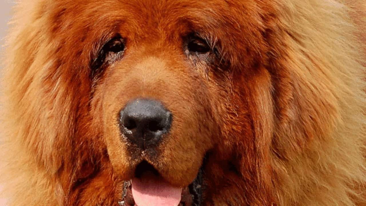 Tibetan_Mastiff_130816_AAP_722568898