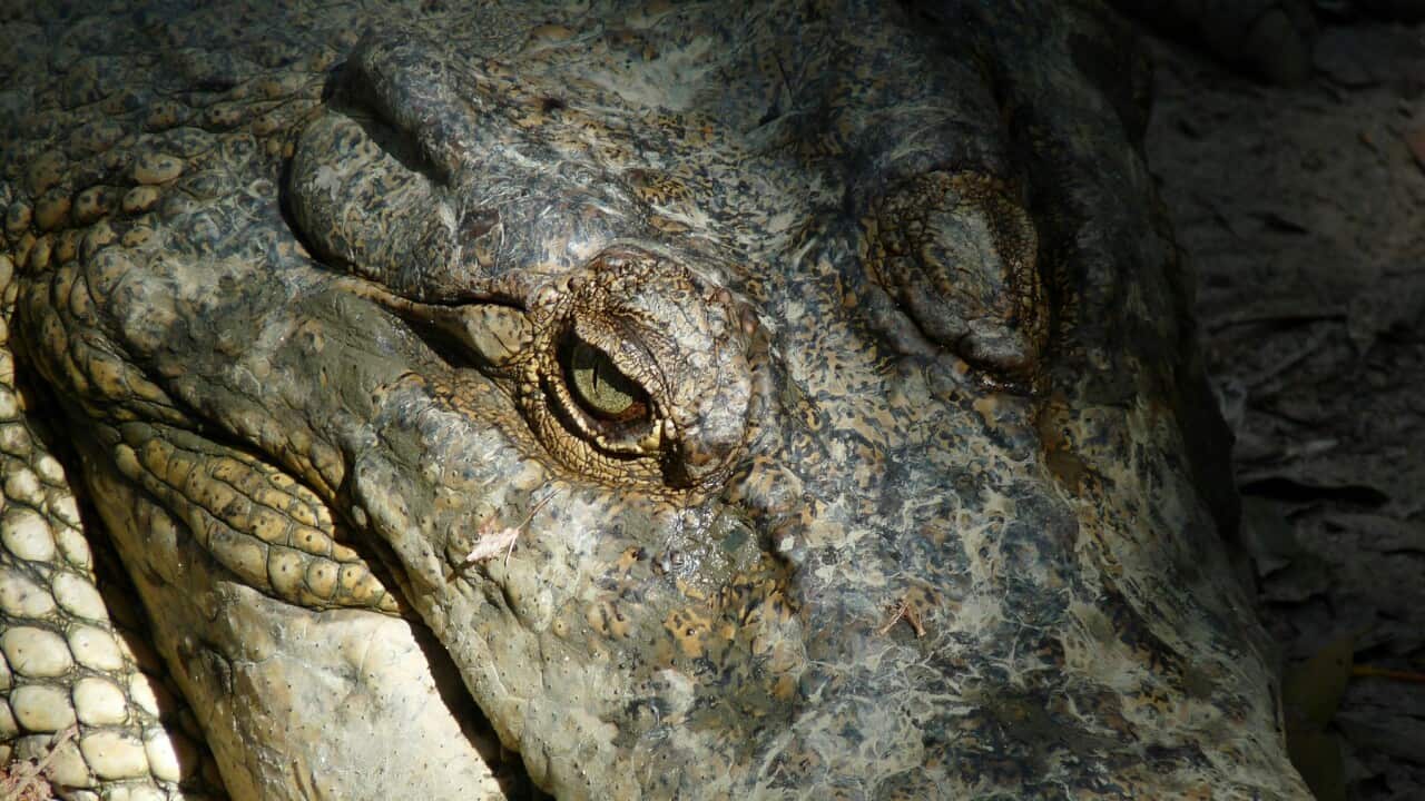 Would you want one of these in your home (SBS-Allan Lee).jpg