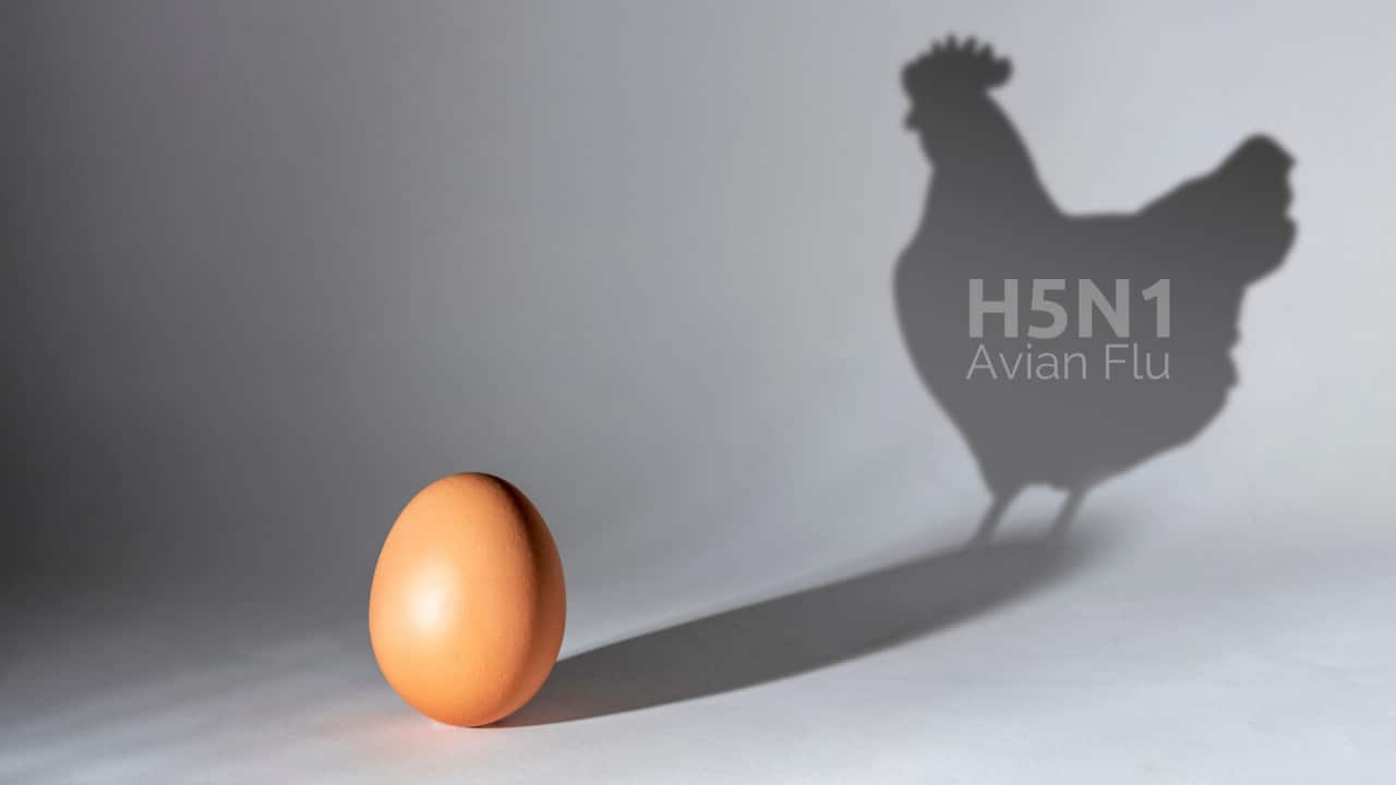 H5N1.png