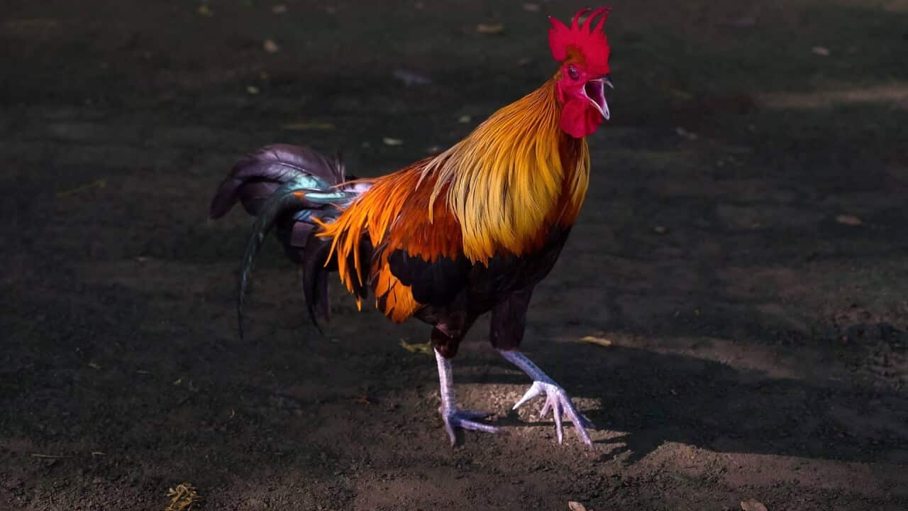 Le chant du coq, nuisance sonore ou patrimoine sensoriel des campagnes de France ?
