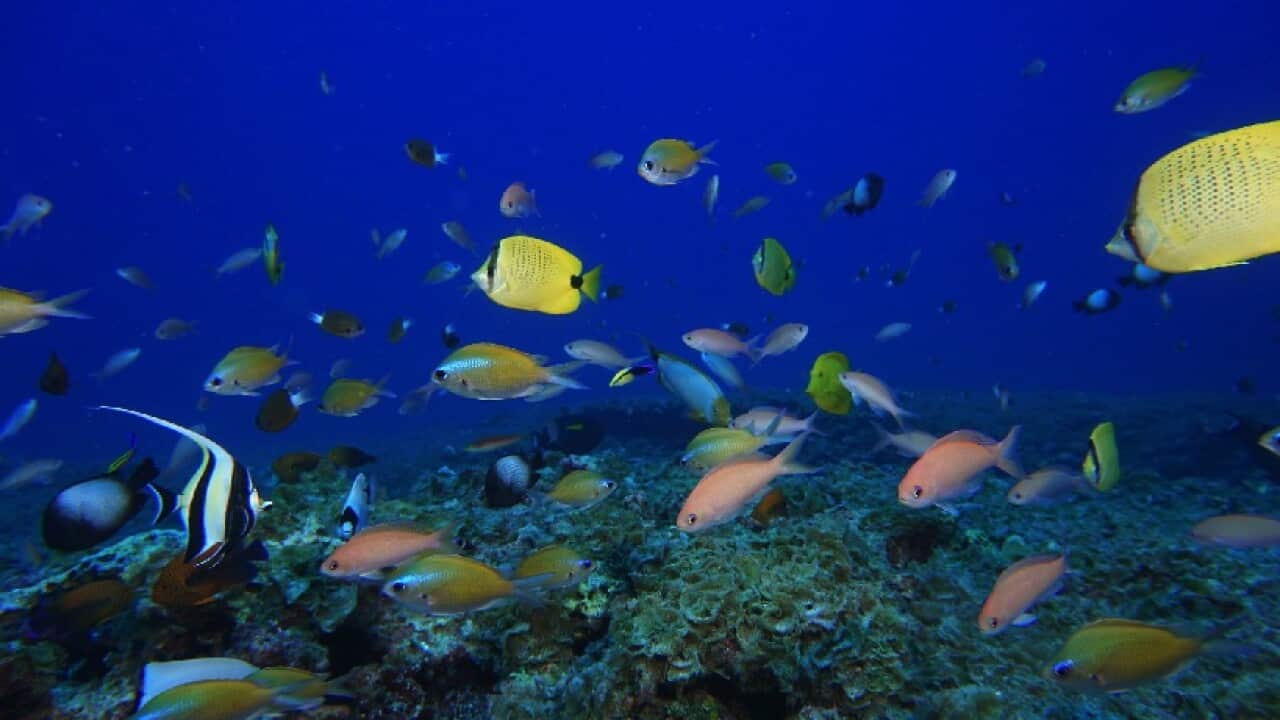 Fish swim in a reef at Pearl and Hermes Atoll in the Northwestern Hawaiian Islands.