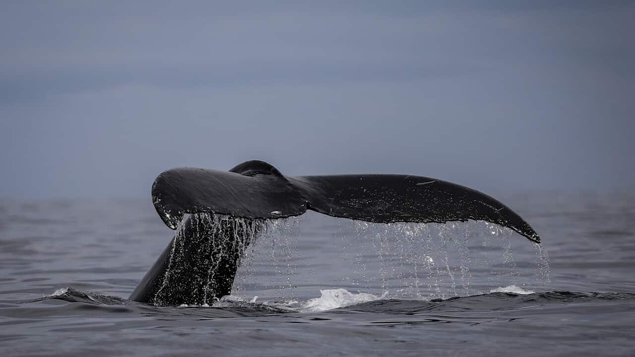 A humpback whale surfaces (AAP)