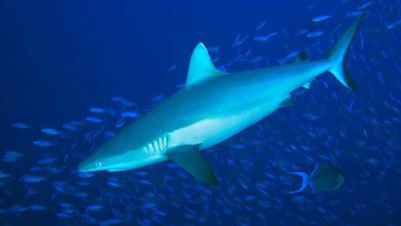 A reef shark swims in the ocean