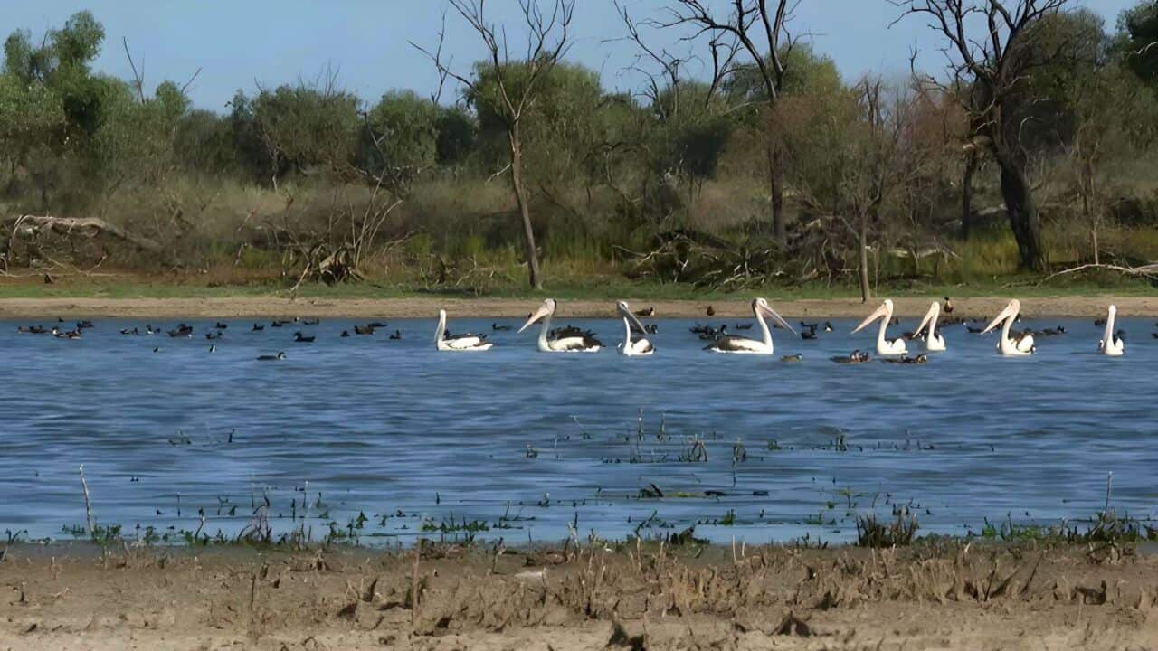 The Murray Darling Basin is struggling (NITV).jpg