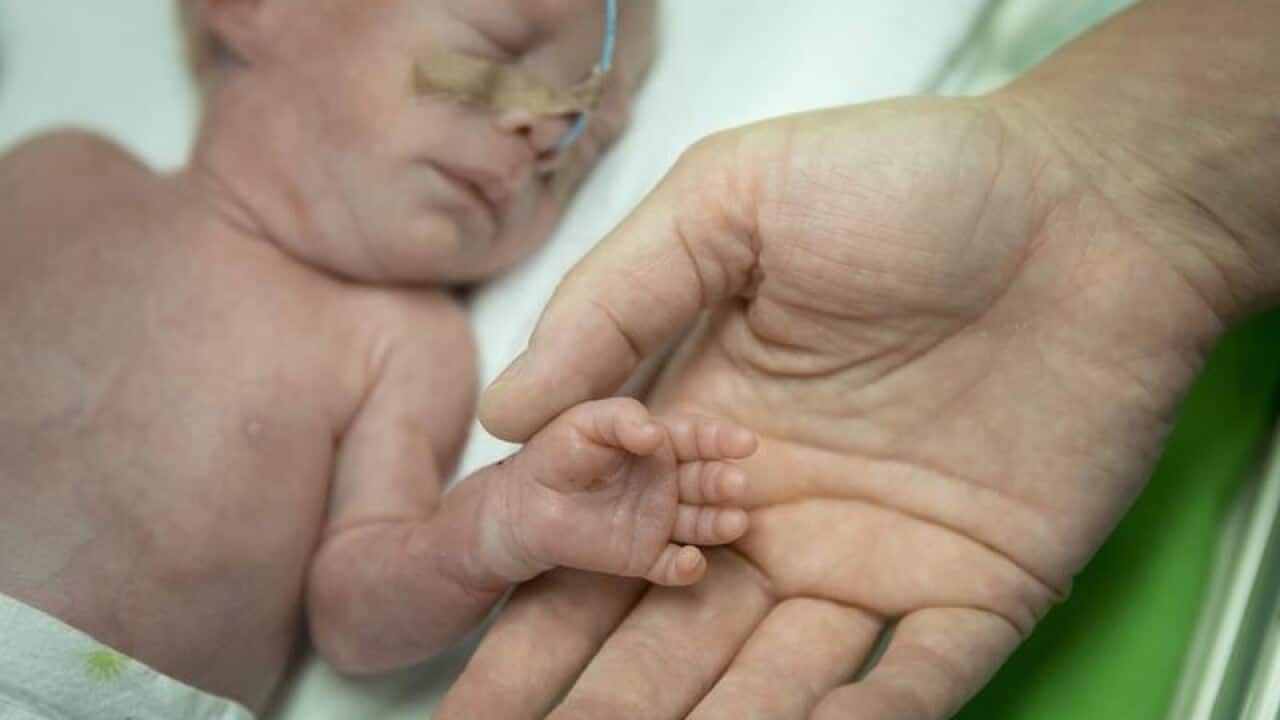 A premature baby's hand is held by an adult