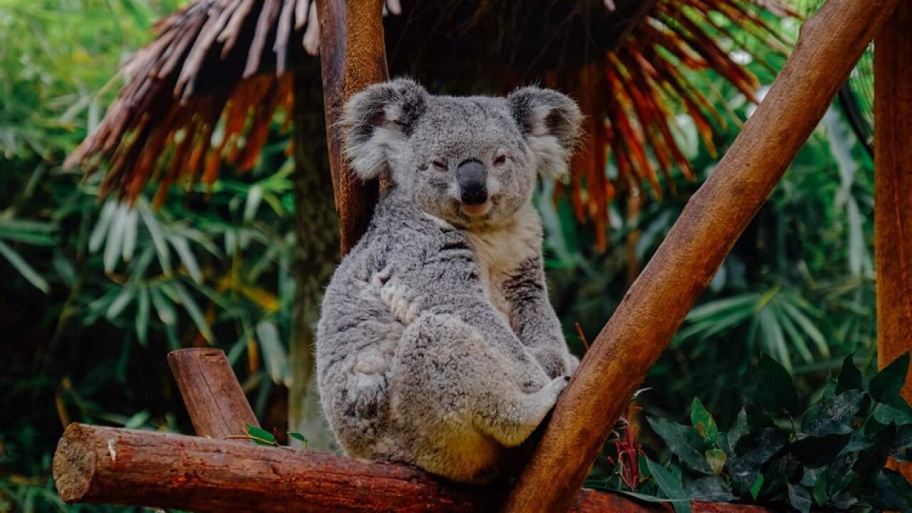 Australia explaied