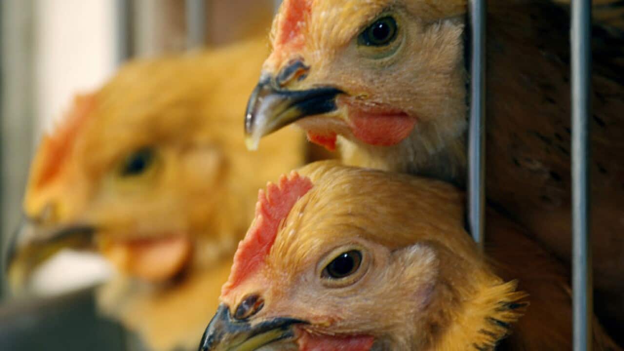bird_flu_chicken