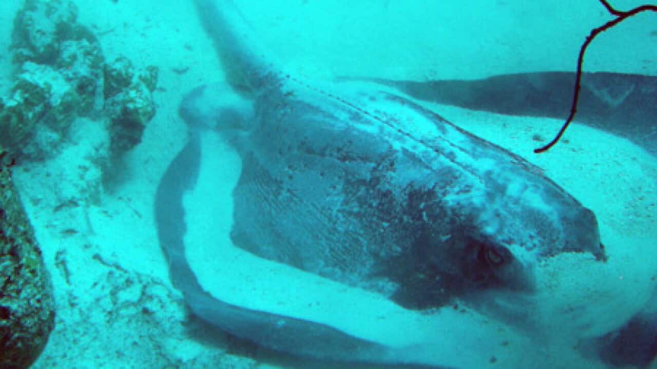 stingray_100716_file_B_AP_1265848828