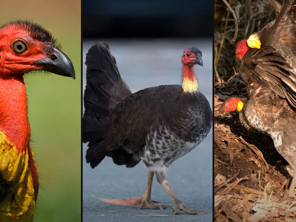 A split image featuring three photos of Australian brushturkeys.