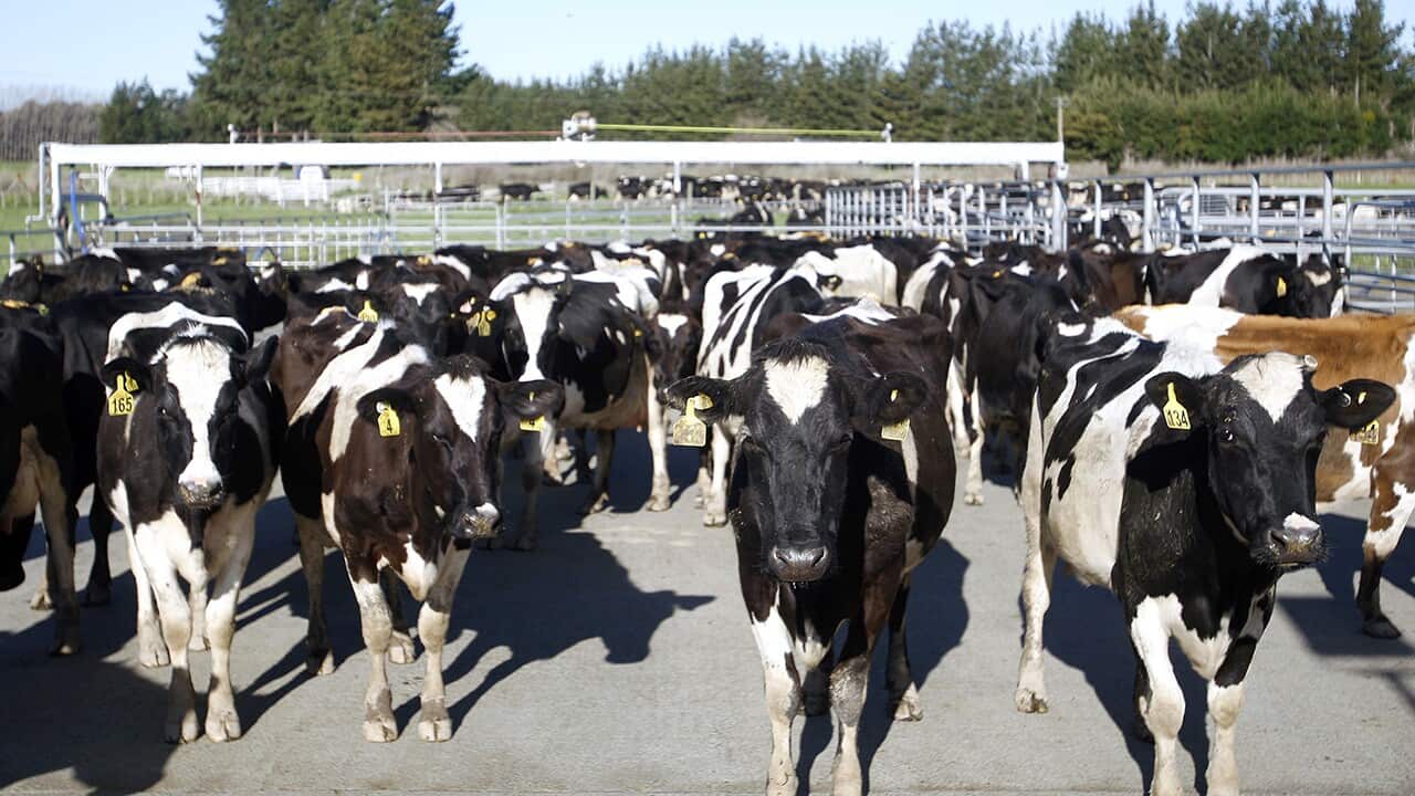 dairy