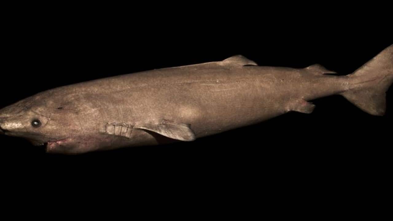 The Greenland shark.