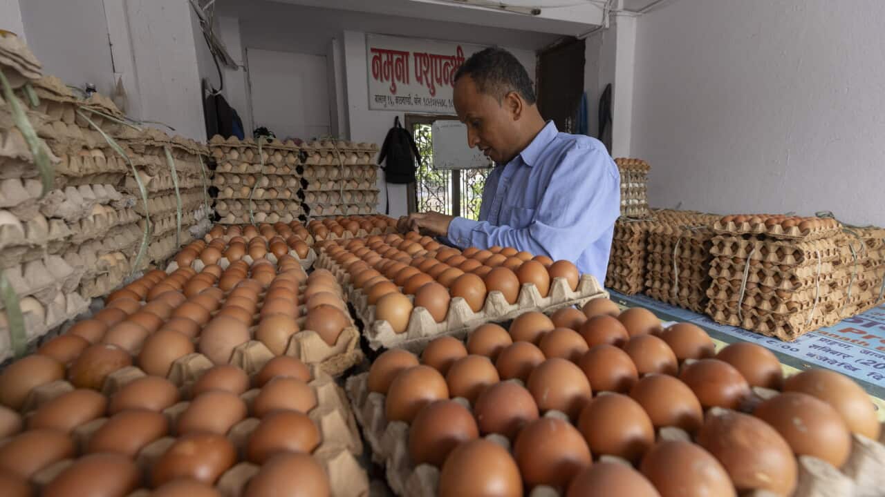 Bird flu outbreak disrupts egg and chicken market in Kathmandu