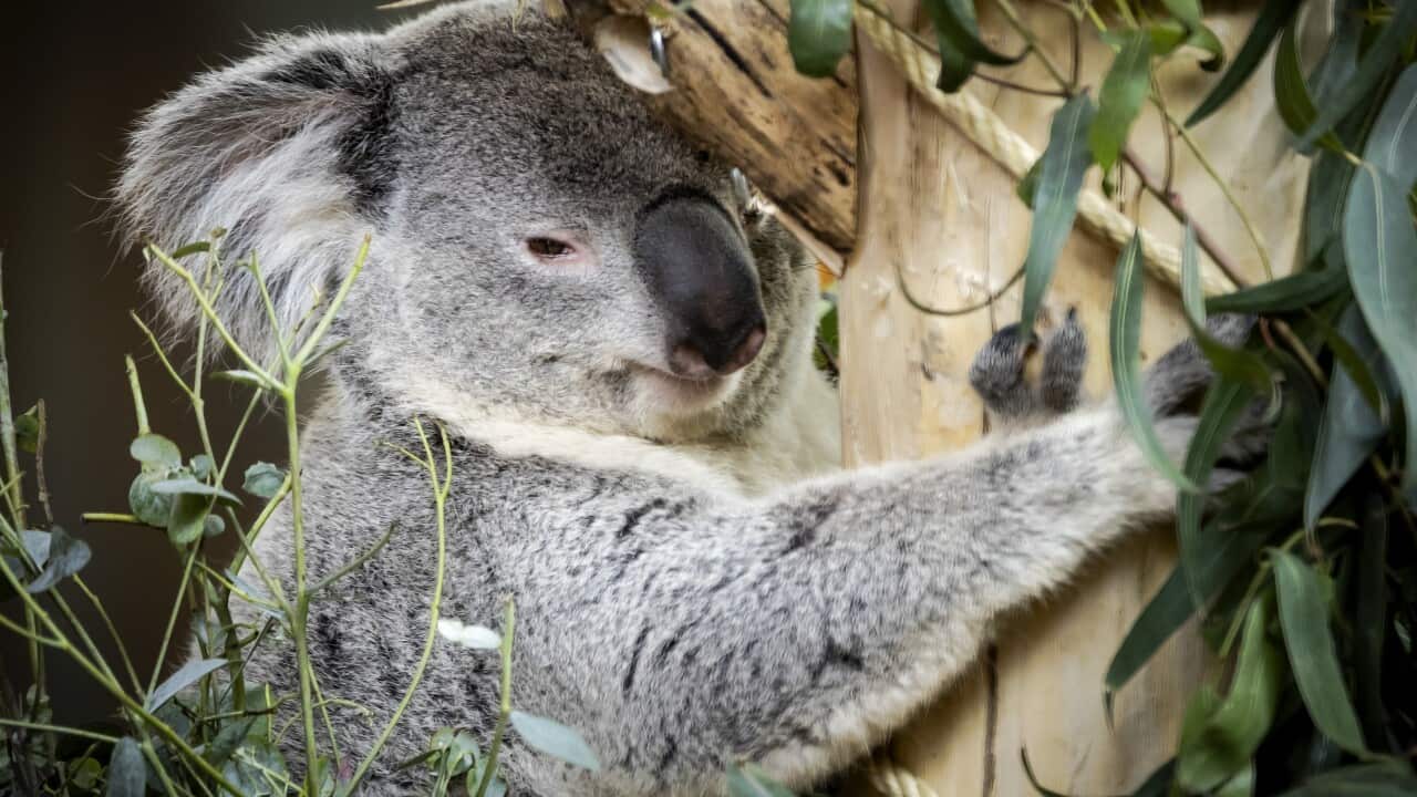Koalas on display for the first time in Ouwehands Zoo