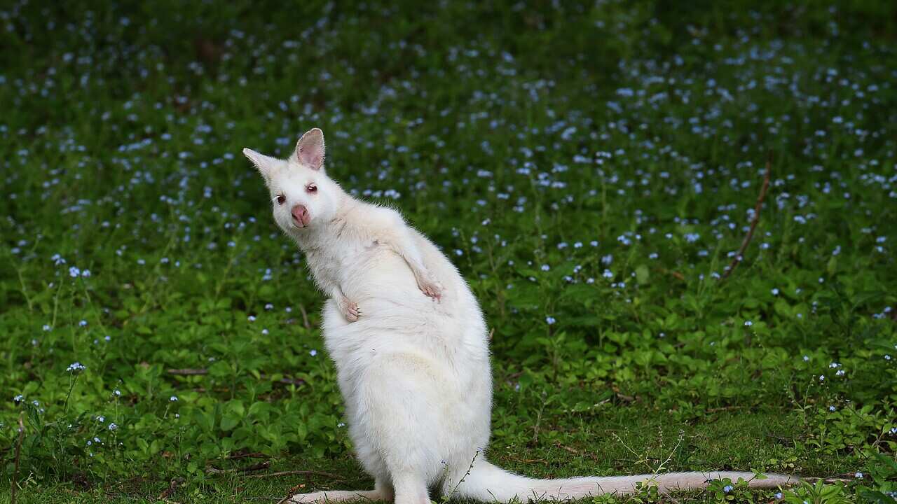 WHITE WALLABY TASMANIA