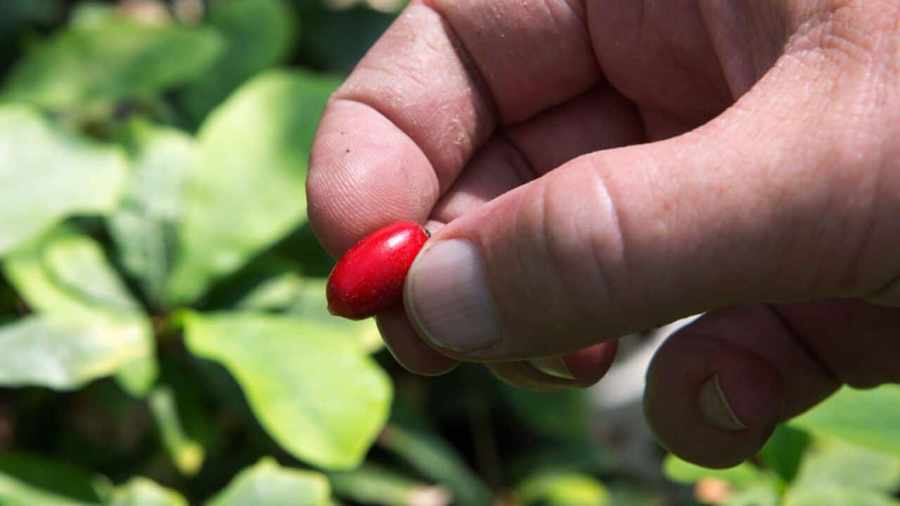 A miracle berry