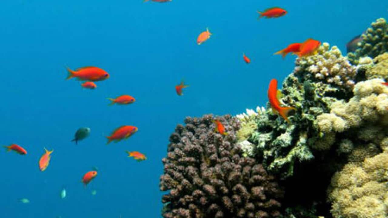 coral_reef_B_getty_1192304739
