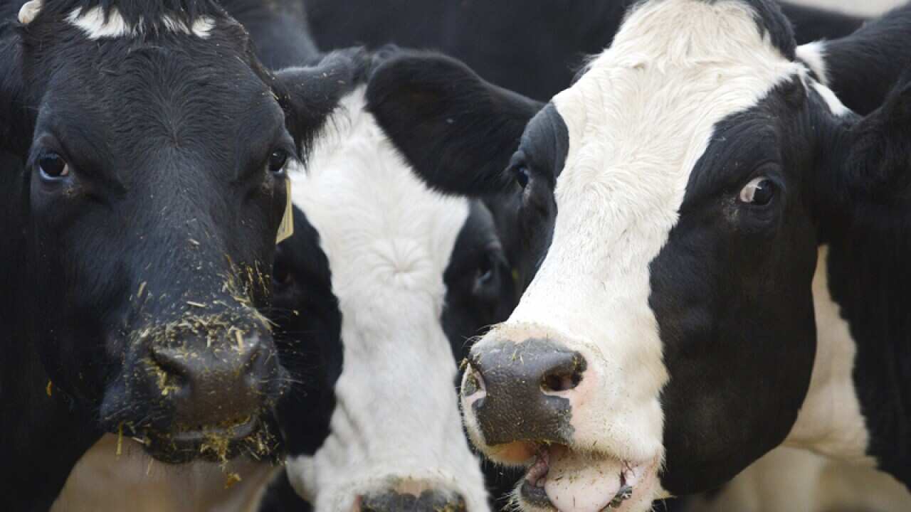 Cows