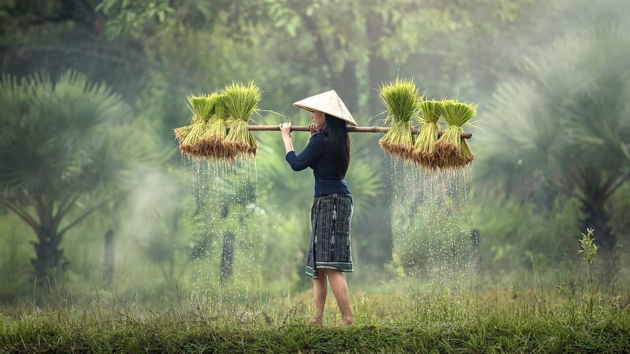 Rice transplanting - Pixabay.jpg