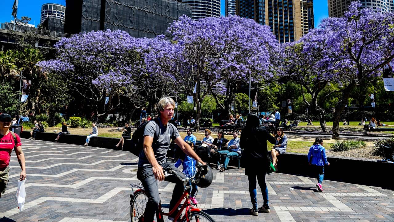 Workers and pedestrians are seen at Circular Quay on a sunny day under the canopy of Jacaranda trees in Sydney.