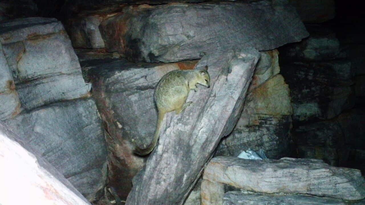 File image of nabarlek captured on sensor camera on Augustus Island off Kimberley coast. Credit: University of New England