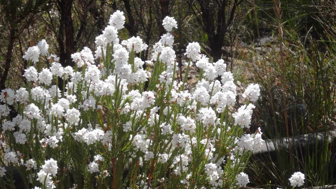Stirling Ranges wildflowers.