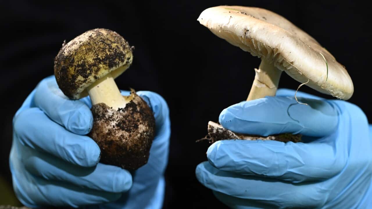 Royal Botanic Gardens Victoria research scientist Dr Camille Truong displays poisonous Death Cap mushrooms while speaking to media at the Royal Botanic Gardens in Melbourne, Wednesday, April 12, 2023.