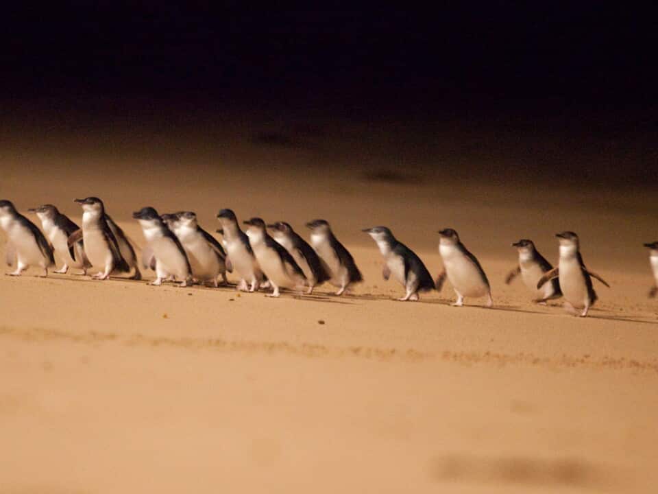 Undated handout photo issued by Phillip Island Nature Park of penguins at the PINP in Victoria, Australia. Organisers of a livestreamed daily penguin parade hope that it can "bring some smiles" to the UK. The nature park onan island which is home to an es