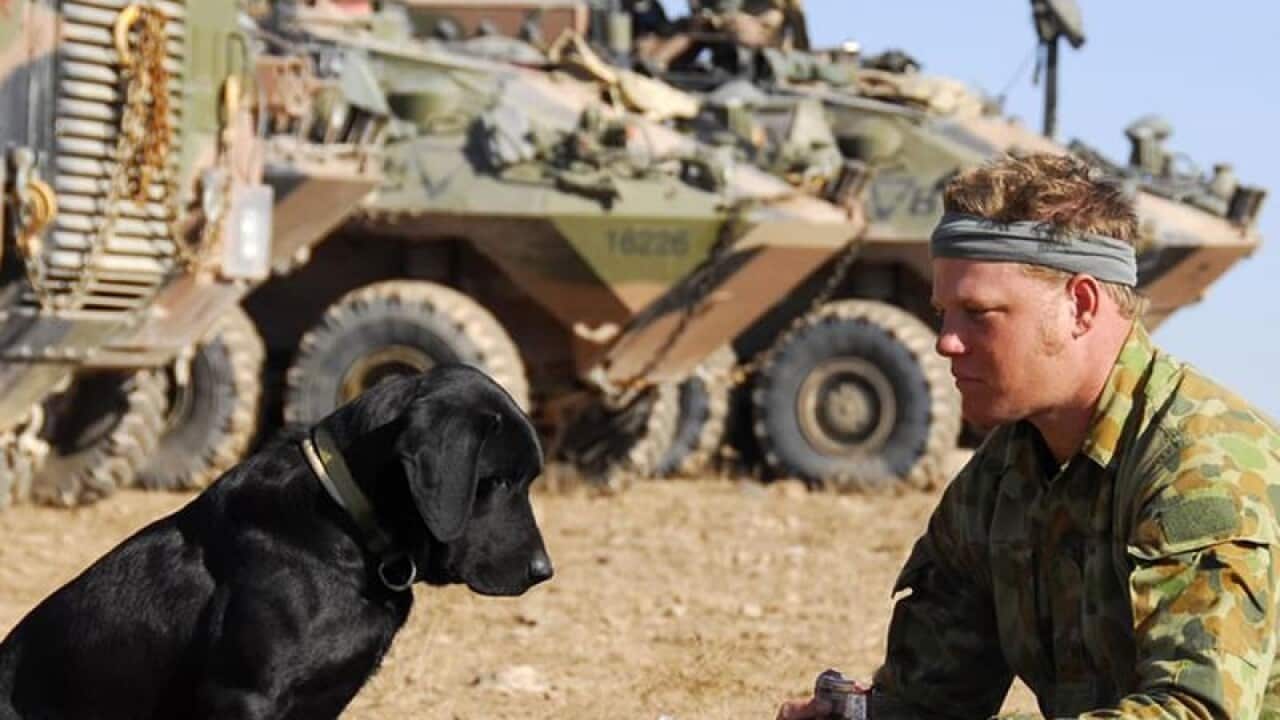 A black Labrador military dog eyes an Australian digger's snack.
