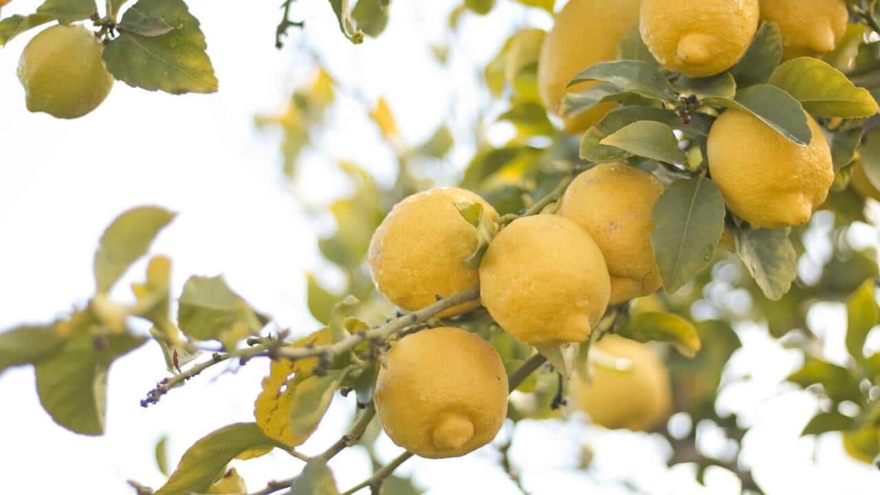 Citrus trees in autumn