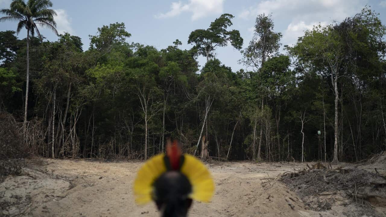 In this Aug. 31, 2019 file photo, Krimej Indigenous Chief Kadjyre Kayapo, looks at a path created by loggers in Altamira, Para state, Brazil.