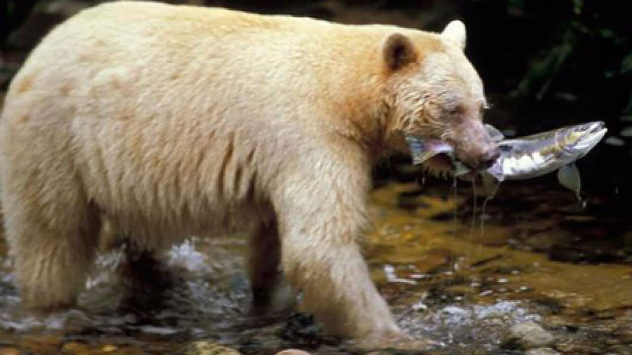 spirit_bear_fish_101126_B_PacificWild_1633092145
