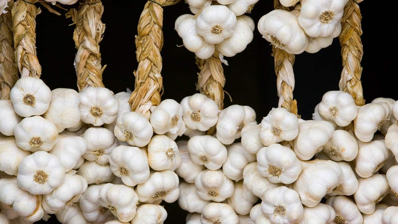 Garlic, Bastide d'Armagnac, France