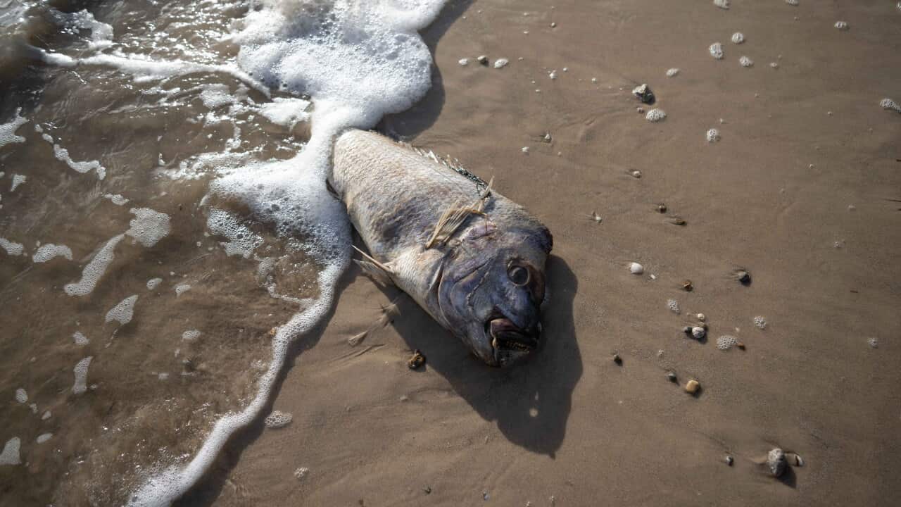 A Male Snapper washes up on Glenelg Beach on July 13, 2025 in Adelaide, Australia.