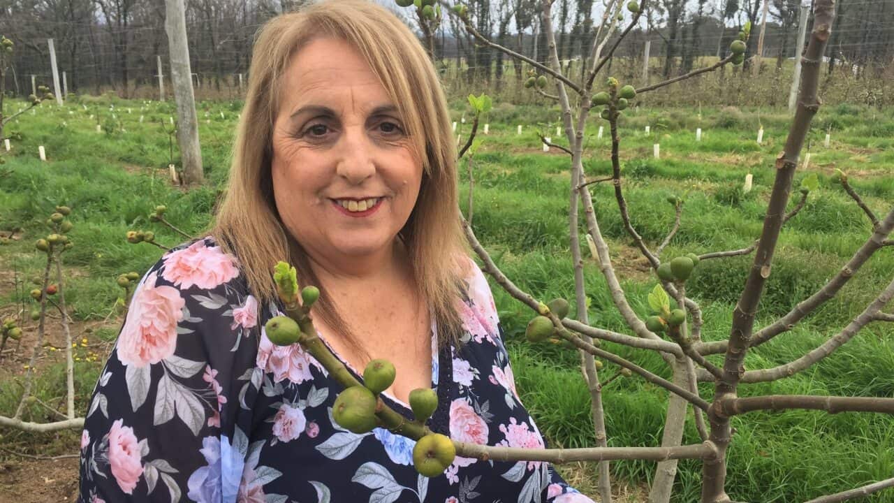Margaret Tadrosse runs a fruit farm at Bilpin, west of Sydney.