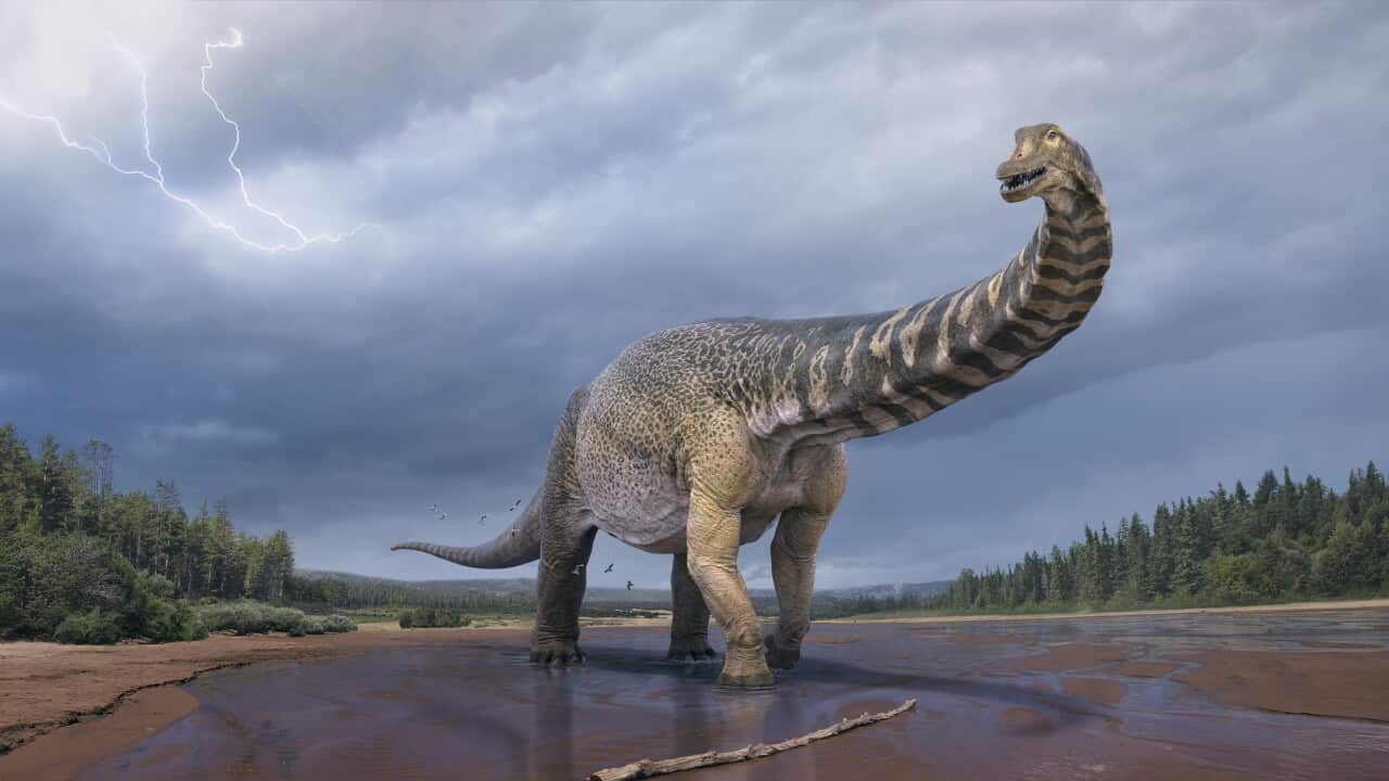 At 25 to 30 metres long, Australotitan cooperensis is the largest dinosaur ever discovered in Australia.