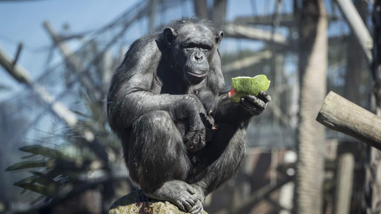 Researchers attempt to decode chimpanzee sign language (AAP)