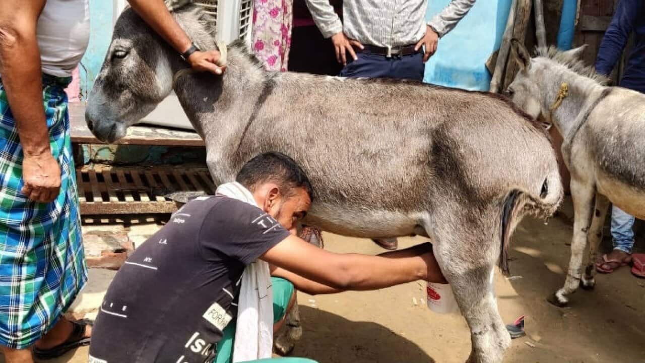 Donkey Milk
