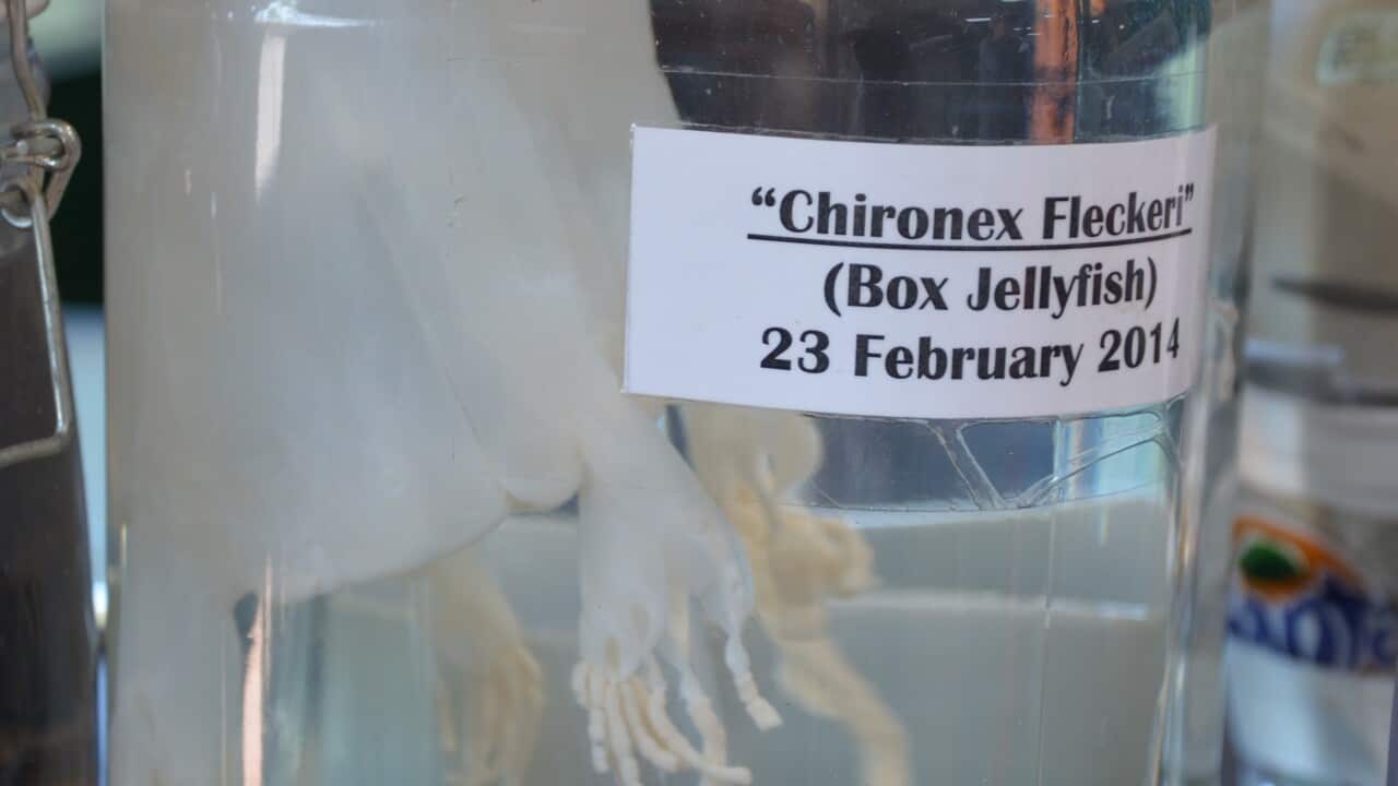 Ein Stich kann tödlich sein