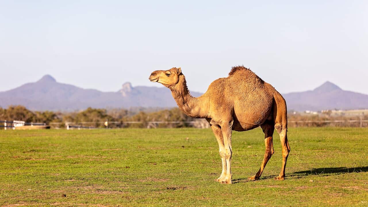 Side view of camel