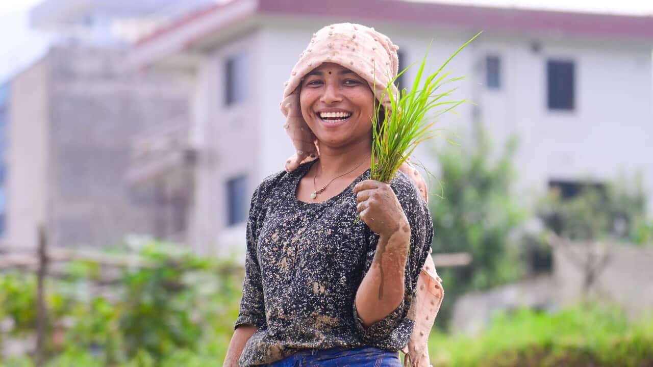 Nepal Celebrates Paddy Day With Traditional Rice Transplantation