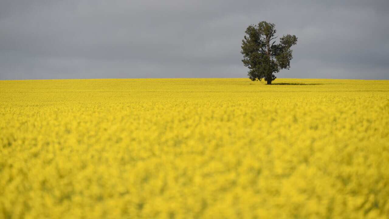 A single tree is seen within a Canola field in the NSW Riverina area near Lockhart, 80km west of Wagga Wagga, Wednesday, Sept. 10, 2014