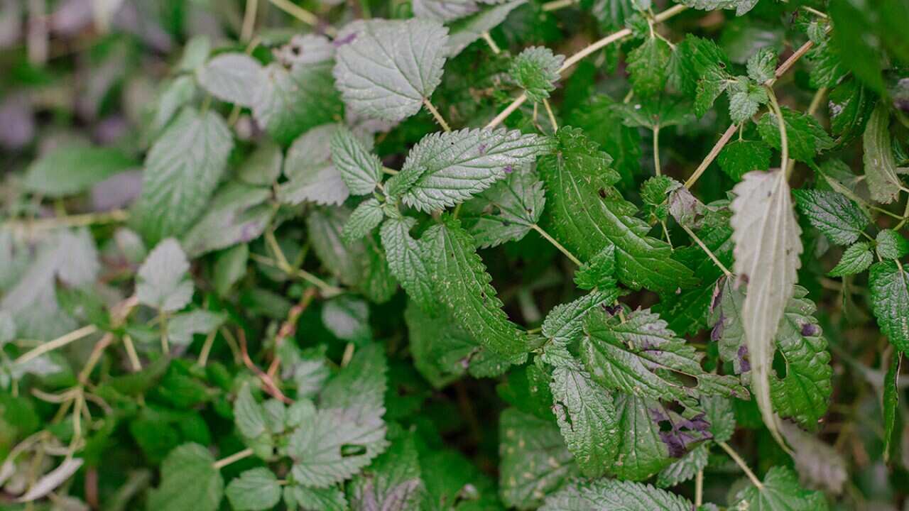 Risotto with Nettles 2 © Matt Purbrick.jpg