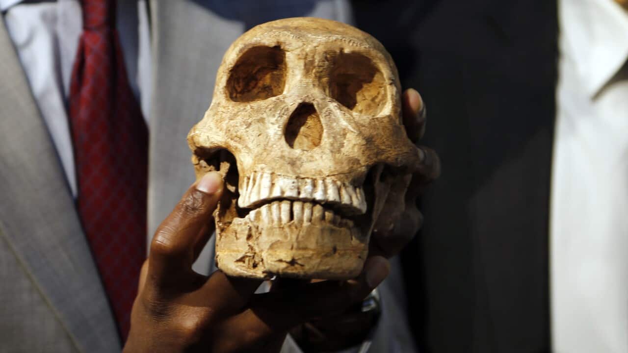 A replica skull of a species belonging to the human family tree whose remnants were first discovered in a South African cave in 2013.