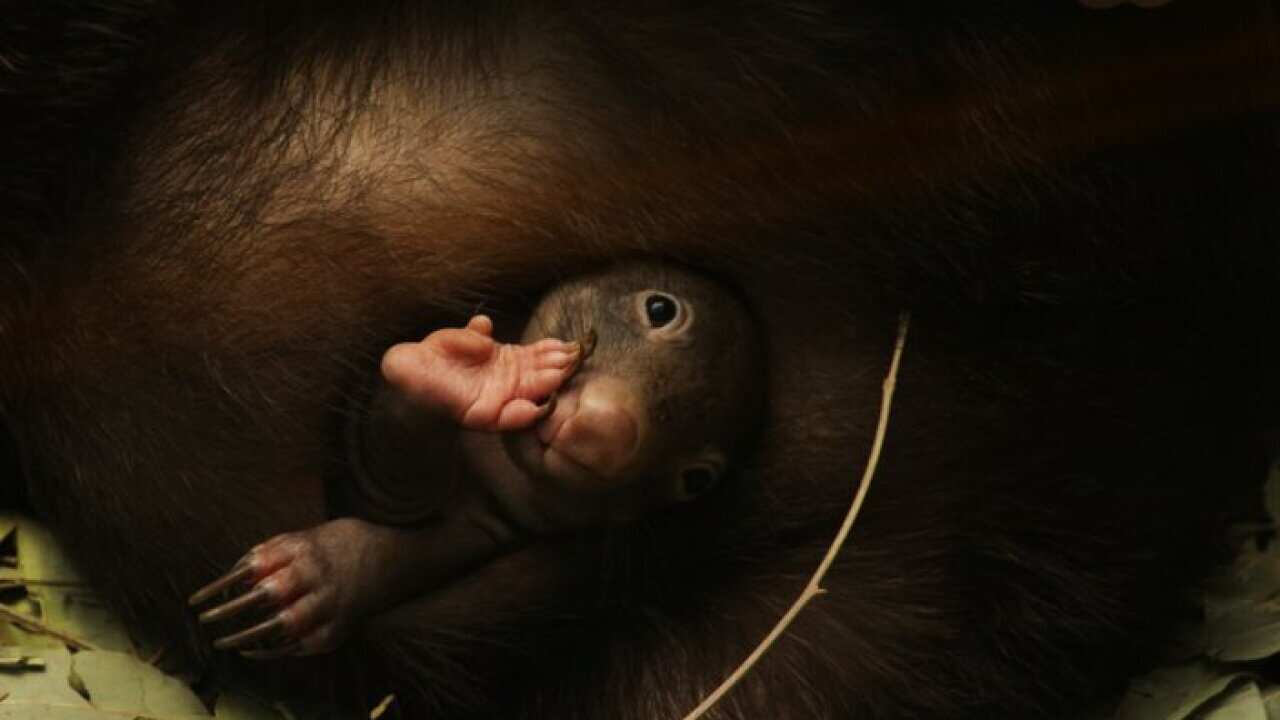 Animal