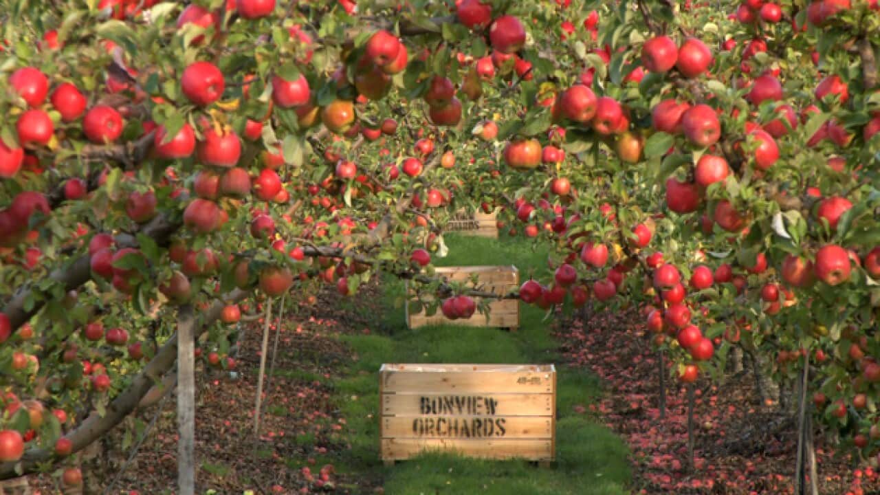 apples_288673961