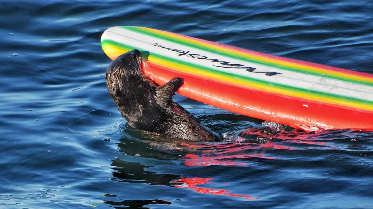 A sea otter as it climbs on top of a surfboard.