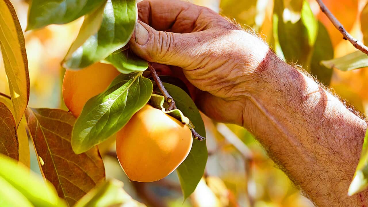 King Valley, Victoria