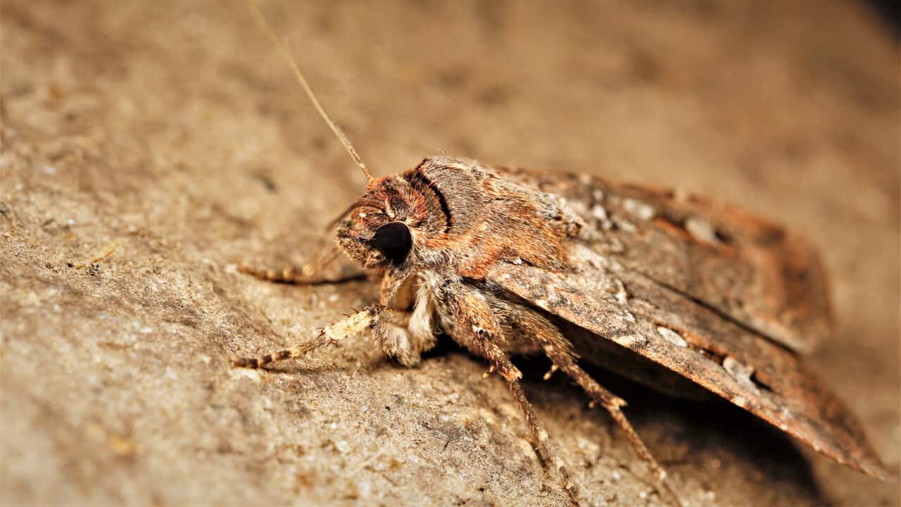 A brown speckled bogong moth on a brown background.