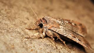 A brown speckled bogong moth on a brown background.