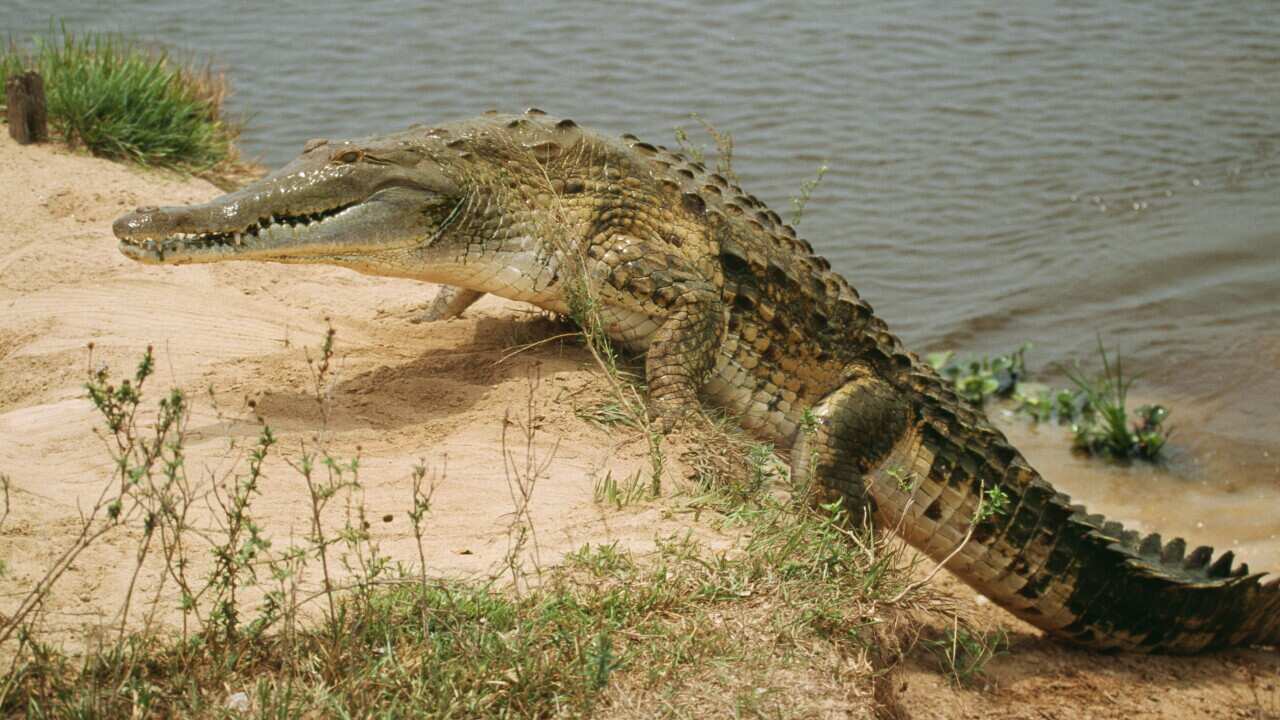 Orinoco CROCODILE - climbing up bank